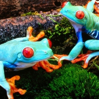 colorful frogs