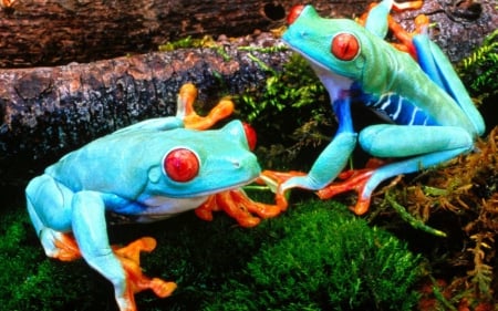 colorful frogs - red, moss, light, blue