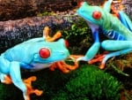 colorful frogs