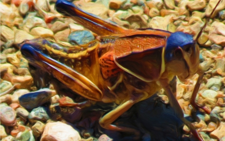 Alian Grasshopper - grasshopper, insects, nature, bugs