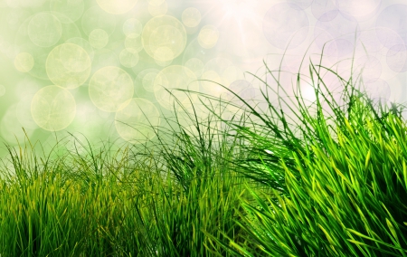 Bokeh - bokeh, spring, spring time, green, grass