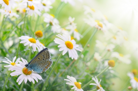 Spring - butterfly, spring time, flowers, daisy, daisies, spring