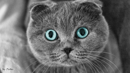 Amazing eyes - cat, feline, eye, kitten