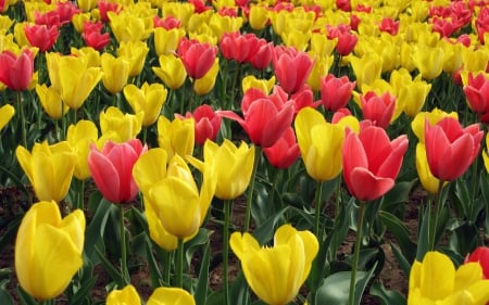 loving tulips - british, andaman and nicobar islands, new york, australia