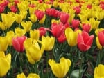 loving tulips