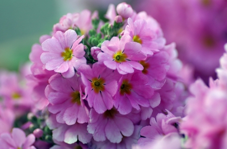 ~ ✿ ~ - flowers, nice, colors, beauiful