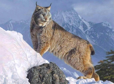 Such a wonderful view of the valley - cat lynx, view, mountain, snow