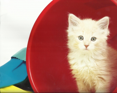 Kitten - cute, paws, pail, kitten