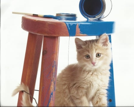 Kitten - paint, kitten, stool, cute, paws