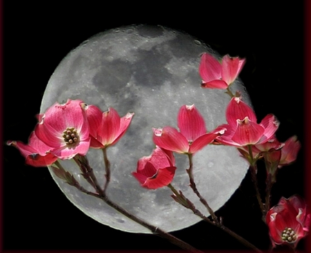 magical moon - moon, collages, abstract, cool, flowers