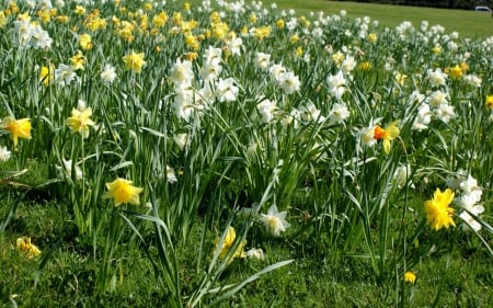 daffodil garden