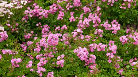 pink rose garden - nature, pink roses, flowers, garden