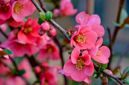 * Flowering trees * - nature, trees, flowers, flower, spring