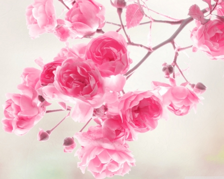 pink rose branch - pink roses, flowers, still life, branch