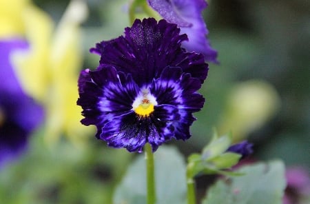 Flower - nature, amazing, blue, flower