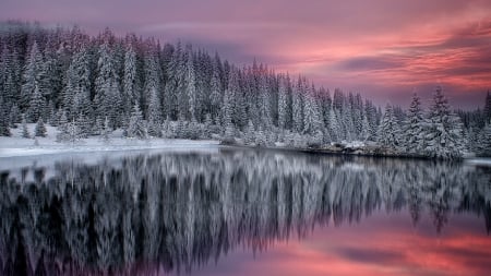 Sunset - winter, gorgeous, sunset, trees