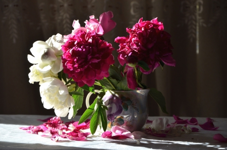 * Peonies * - flowers, red, flower, nature