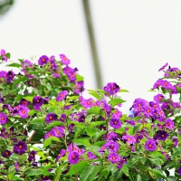 Potato Bush Flowers