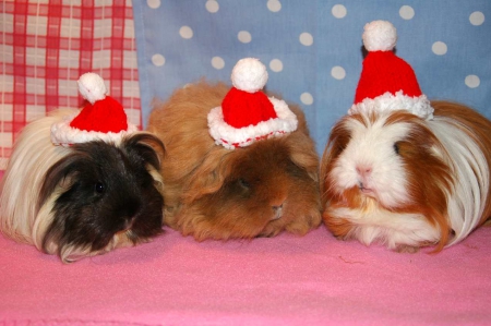 Guinea pigs