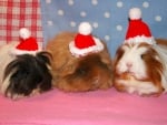 Guinea pigs