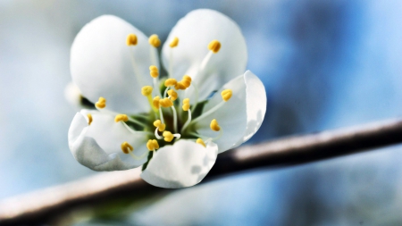 apple bloom - nature, apple, bloom, spring