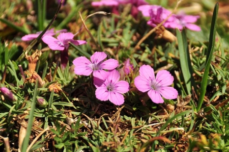 ~ flowers ~ - flowers, photo, photography, nature, bulgaria, grass