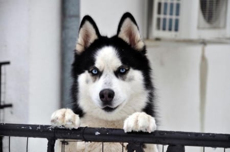 Husky - animals, photo, photography, bulgaria, dog