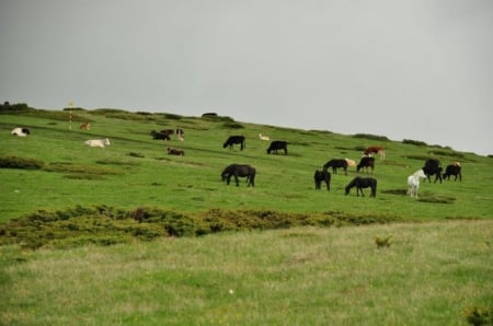 Horses - animals, photo, grass, horses, sky, photography, nature, bulgaria, green