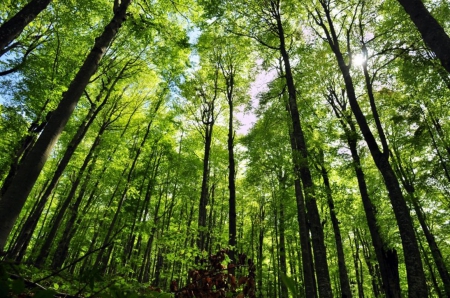 Green Forest - nice, trees, photography, shine, bulgaria, nature, forest, beautiful, green, photo