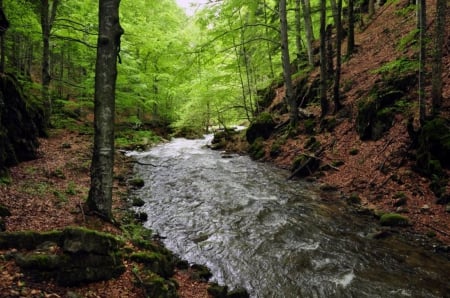 Forest River - nice, trees, photography, water, bulgaria, nature, forest, river, green, leaves, photo