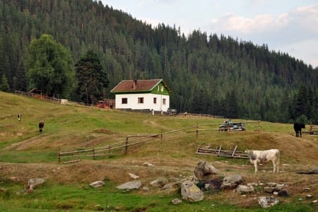 Little House on the Mountain - forest, photo, photography, cow, house, trees, nature, mountain, bulgaria