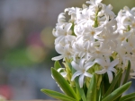 * White hyacinths *