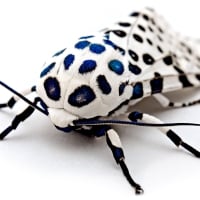 leopard moth