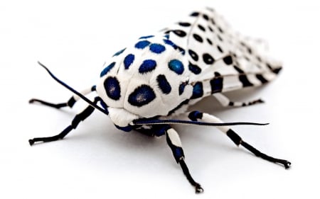 leopard moth - white, arctiidae, leopard, moth