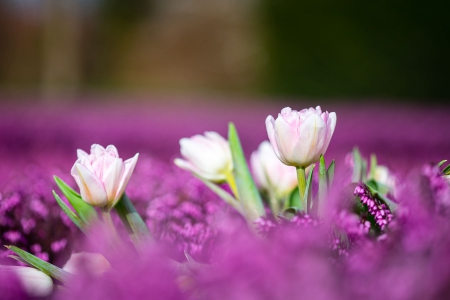 Spring - beautiful, spring, lovely, photo, flower, pink, flowers, nature, green, cute