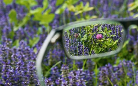 Making the difference - summer, flower, purple, glasses, pink, field, green