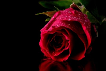 * Red beautiful rose * - red, flower, rose, flowers, nature