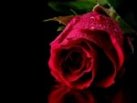 * Red beautiful rose *