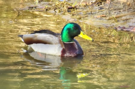 Quacky Morning To You! - nature, duck, ducks, fowl, stream, water, animal, creek