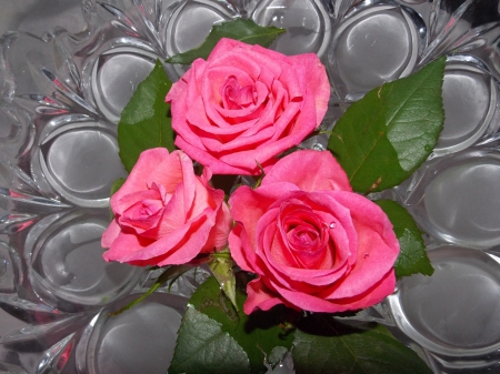 * Pink roses * - flower, roses, pink, flowers, nature