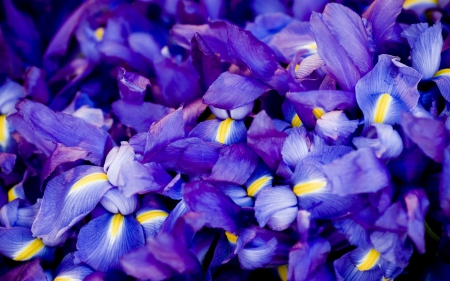 Iris - flowers, violet iris, iris, violet, Flower