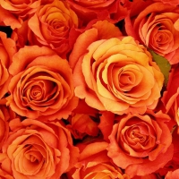 Orange Roses