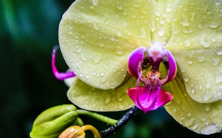 Orchid - orchids, water drops, orchid, green, green orchid, flowers, flower