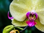 Orchid