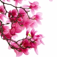 Pink magnolia flowers