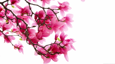 Pink magnolia flowers - flowers, nature, plants, stems, pink in color, colors of nature