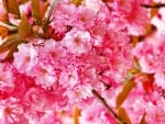 Beautiful pink flower Japanese Sakura