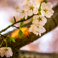 let the cherry blossoms bloom