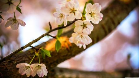 let the cherry blossoms bloom - little flower, blossoms, sakura, cherry, flower, pink, tree, bloom, nature, ancient, pink flower, japanese