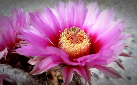 Cactus - nature, cactus, pink, plant, flowers, plants, flower